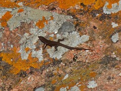 Podarcis carbonelli berlengensis