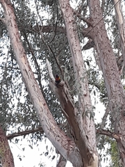 Trichoglossus moluccanus moluccanus