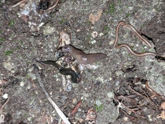 Kontikia ventrolineata
