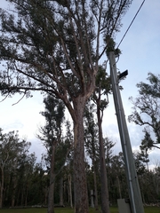 Trichoglossus moluccanus moluccanus