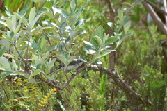 Motacilla capensis capensis