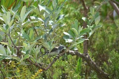 Tarchonanthus littoralis