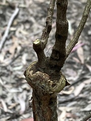 Amyema gaudichaudii