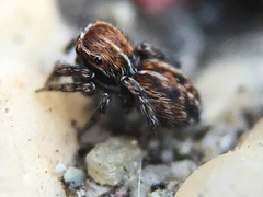 Attinella dorsata