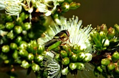 Green Soldier Fly