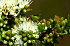 Odontomyia decipiens
