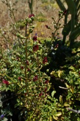 Scrophularia sublyrata