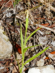 Pterostylis graminea
