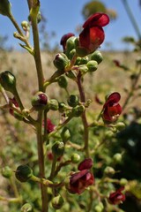 Scrophularia sublyrata