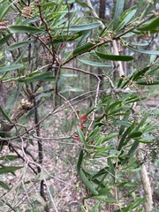 Amyema gaudichaudii