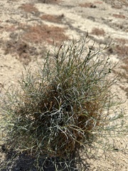 Stillingia linearifolia