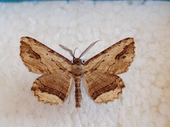 Menophra abruptaria