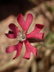 Silene scabriflora