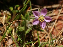 Spergularia rupicola