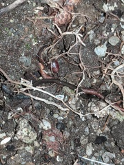 Kontikia ventrolineata