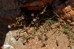 Spergularia rupicola