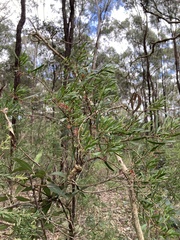 Amyema gaudichaudii