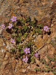 Spergularia rupicola