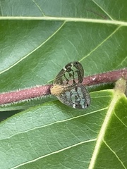 Scolypopa australis