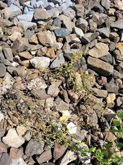 Myosotis sparsiflora