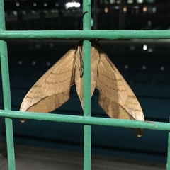 Clanis bilineata