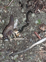 Kontikia ventrolineata