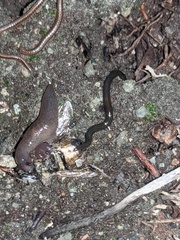 Kontikia ventrolineata