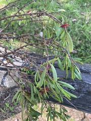 Amyema gaudichaudii