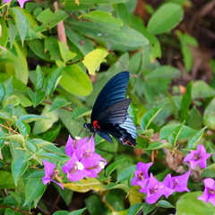 Papilio memnon heronus