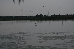 Anhinga melanogaster