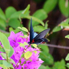 Papilio memnon heronus