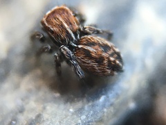 Attinella dorsata