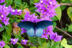 Papilio memnon heronus