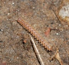 Harpogonopus confluentus