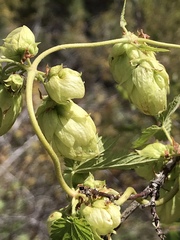 Humulus lupulus neomexicanus