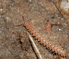 Harpogonopus confluentus