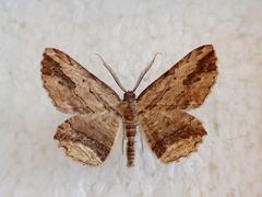 Menophra abruptaria