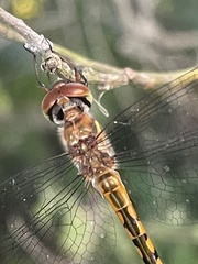 Hemicordulia continentalis