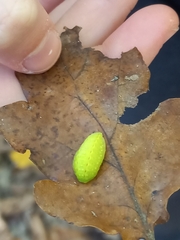 Apoda limacodes
