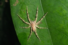 Pandercetes