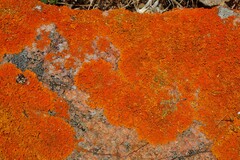 Xanthoria calcicola