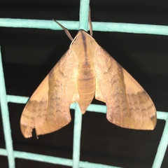 Clanis bilineata
