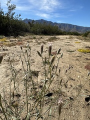Palafoxia arida arida