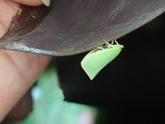 Siphanta acuta