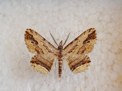Menophra abruptaria