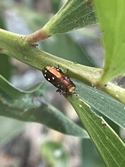 Diphucrania albosparsa