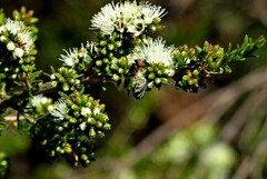 Odontomyia decipiens