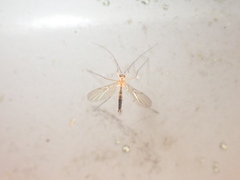 Macrocerinae