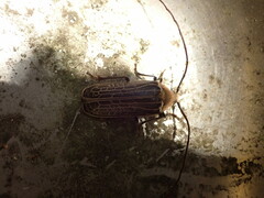 Prionoplus reticularis