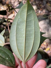 Cinnamomum